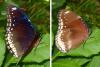 Hypolimnas bolina